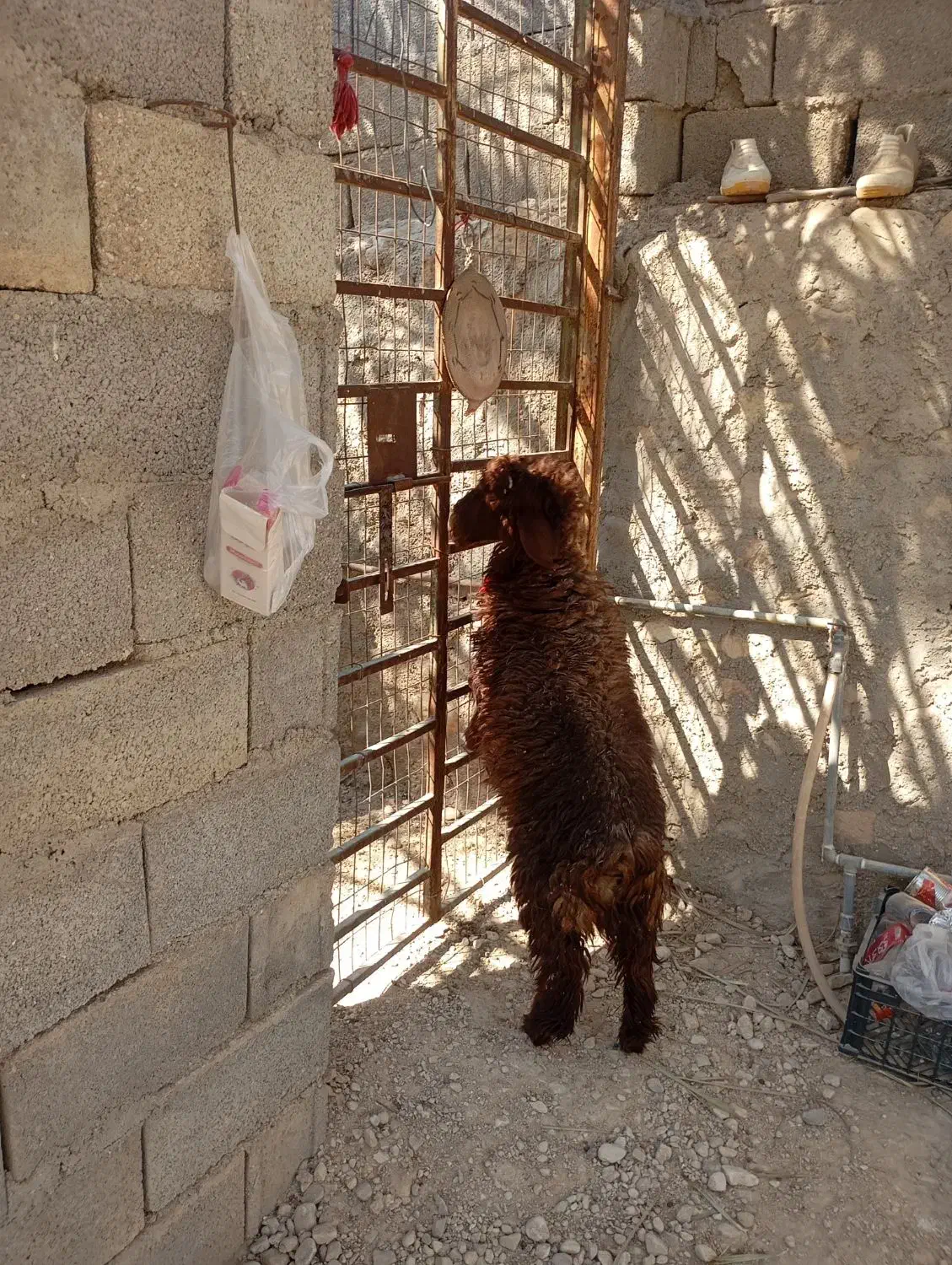 کهره نروماده بره نر|حیوانات مزرعه|اهرم, |دیوار