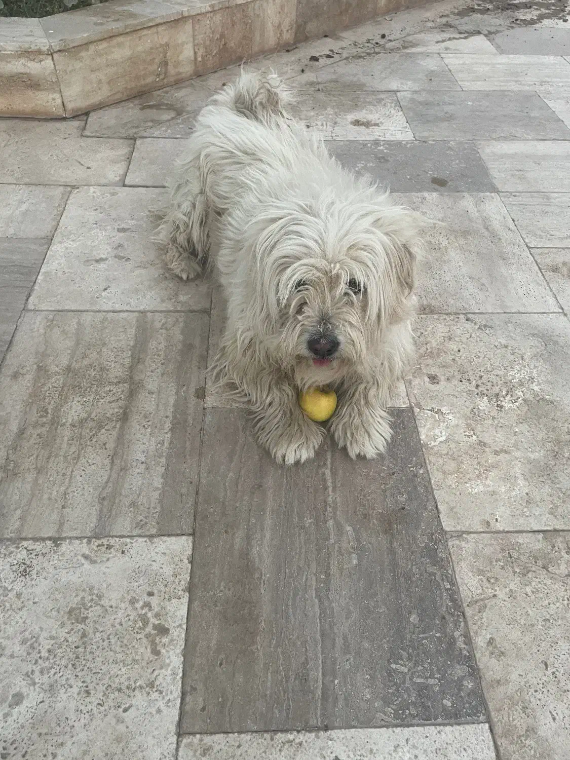 واگذاری سگ|سگ|قائن, |دیوار