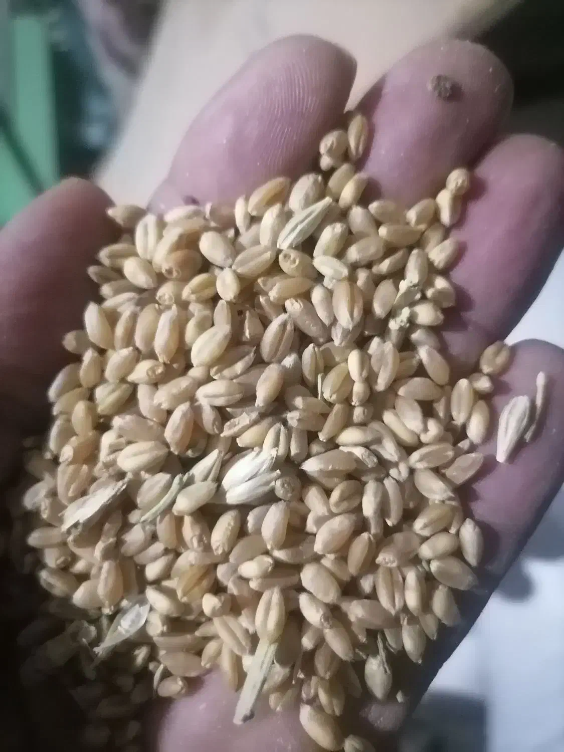 گندم پیشگام ابی|خوردنی و آشامیدنی|ایلخچی, |دیوار