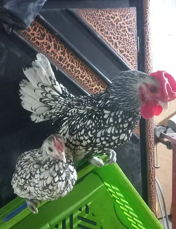 مرغ وخروس سیبرایت|حیوانات مزرعه|اصفهان, زوان|دیوار