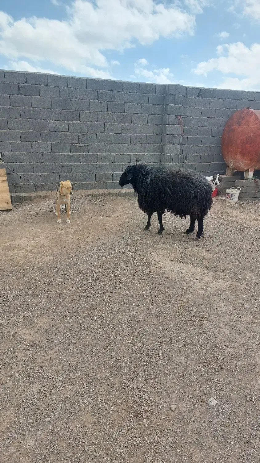 بره تکی وعمده ای|حیوانات مزرعه|ساوه, |دیوار