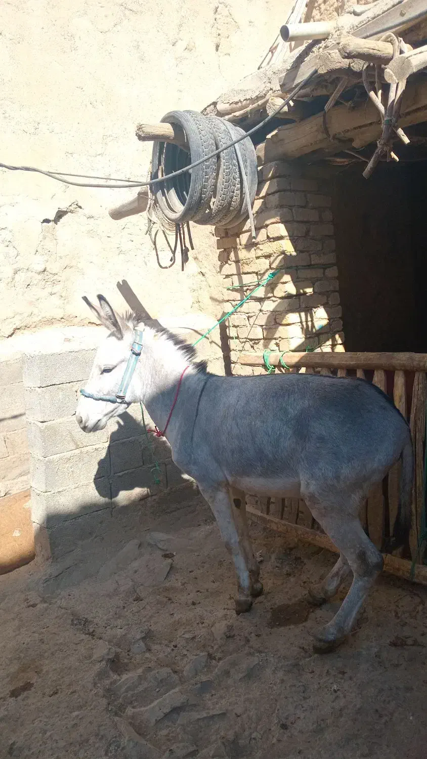 دوعدد الاغ نر و ماده جوان|حیوانات مزرعه|قره چای, |دیوار