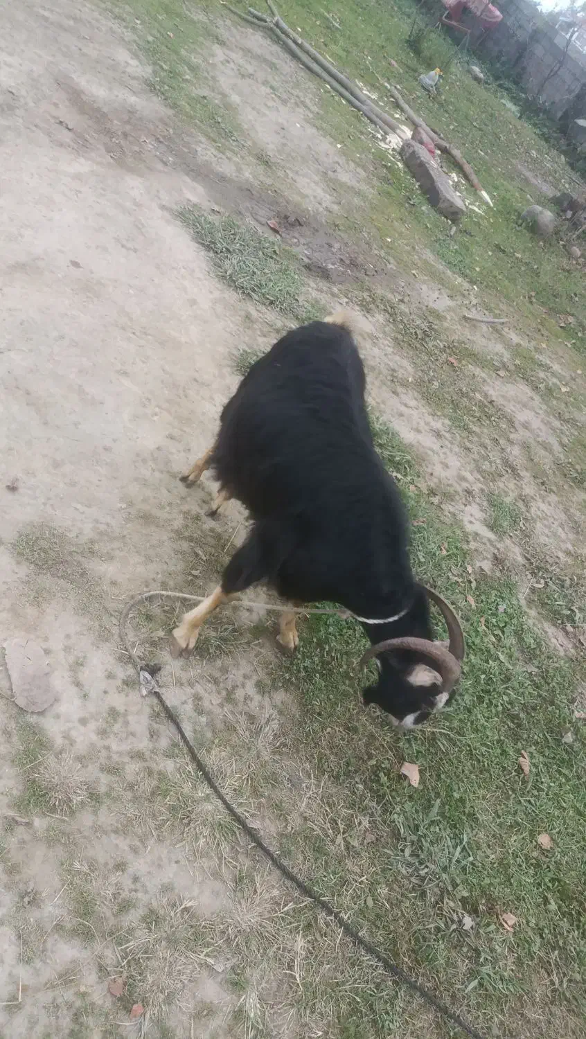 بز ماده|حیوانات مزرعه|رضوانشهر, |دیوار