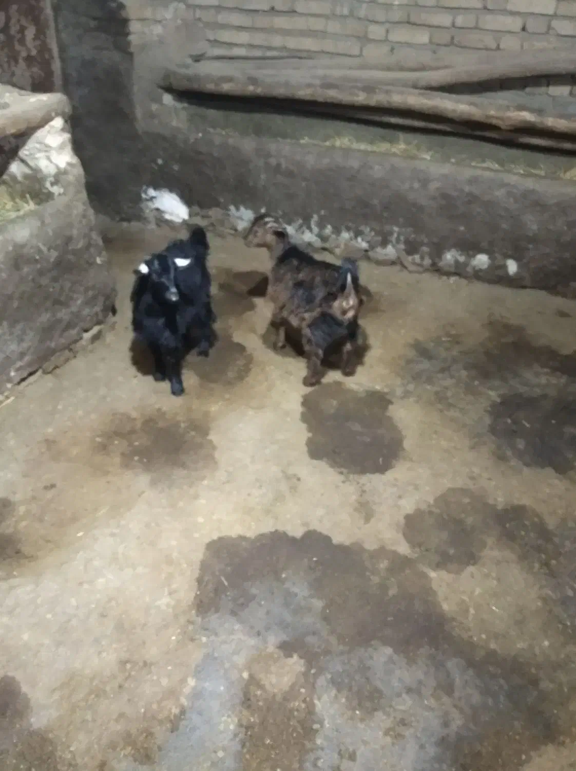 بزغاله ماده|حیوانات مزرعه|دهگلان, |دیوار