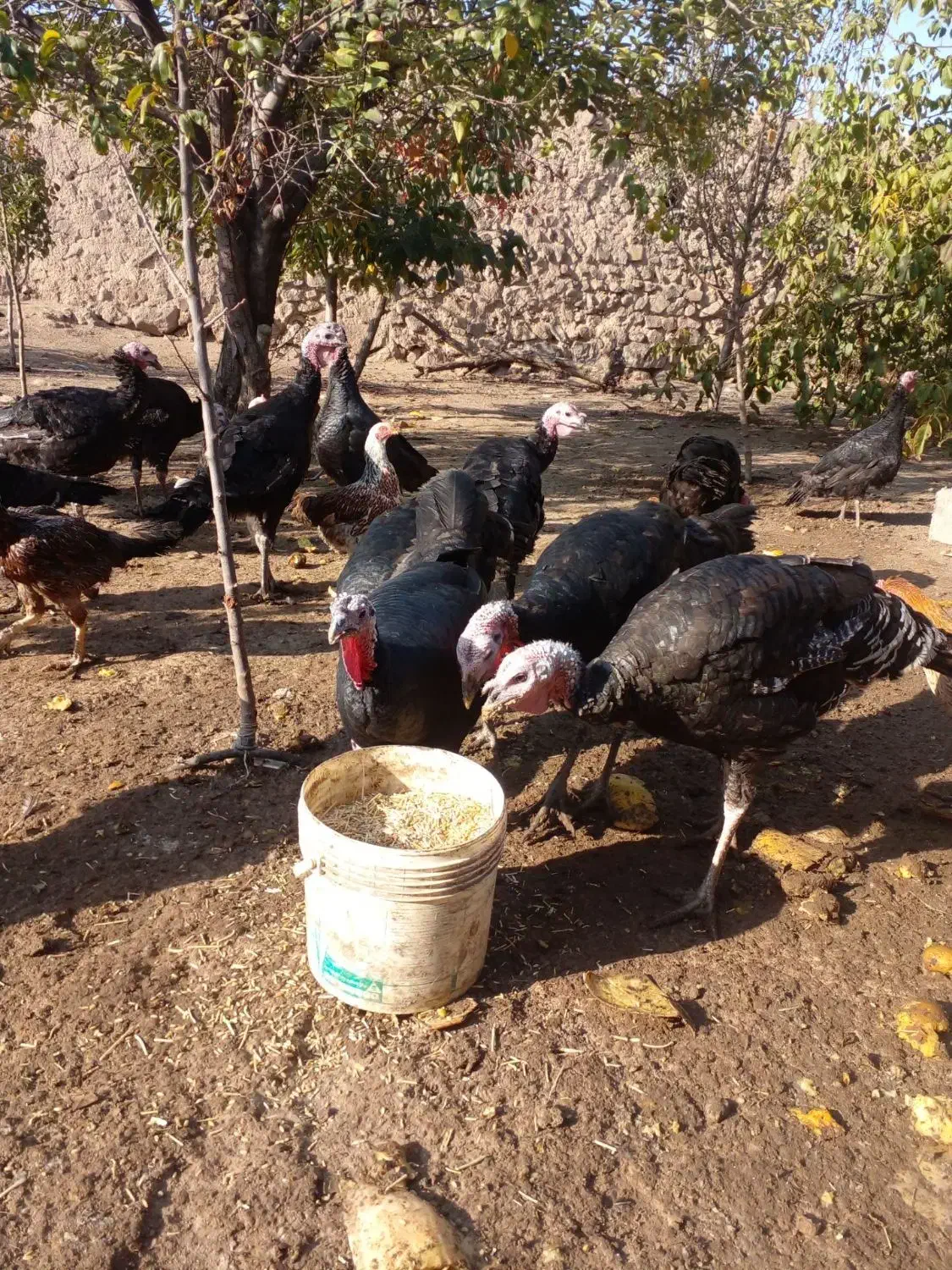 بوقلمون|حیوانات مزرعه|اردبیل, |دیوار