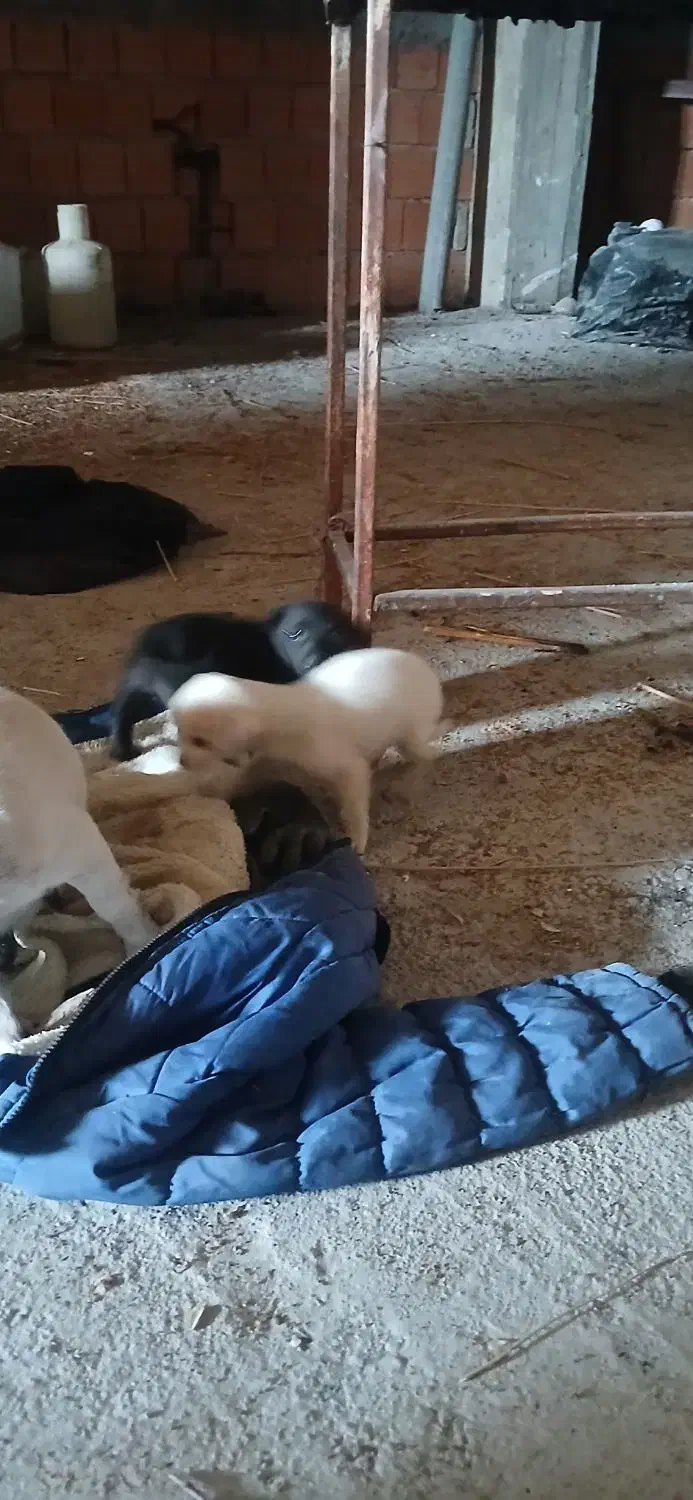 سگ پاکوتاه|سگ|جلین, |دیوار