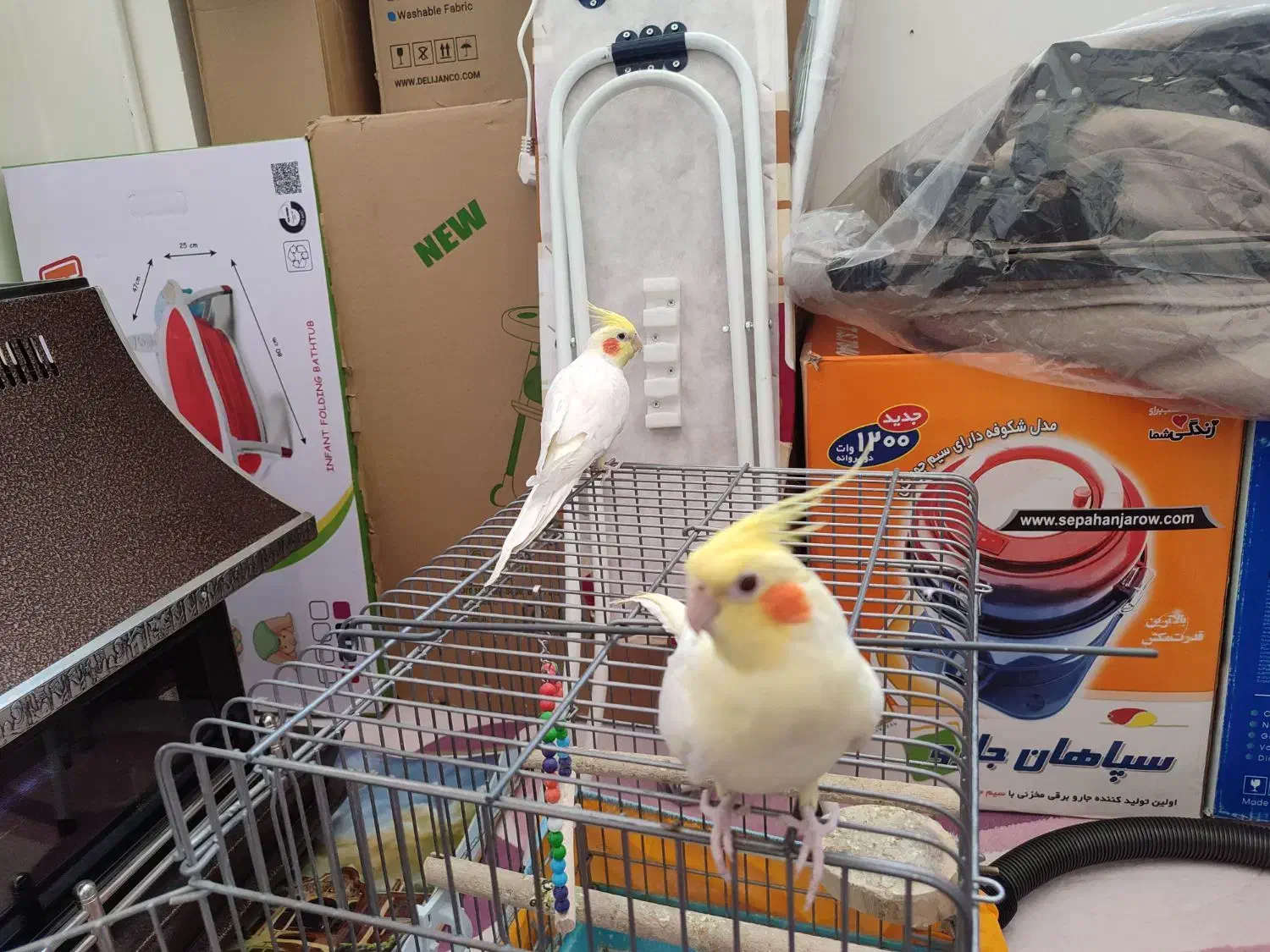 یک جفت عروس هلندی لوتینو|پرنده|شهرضا, |دیوار