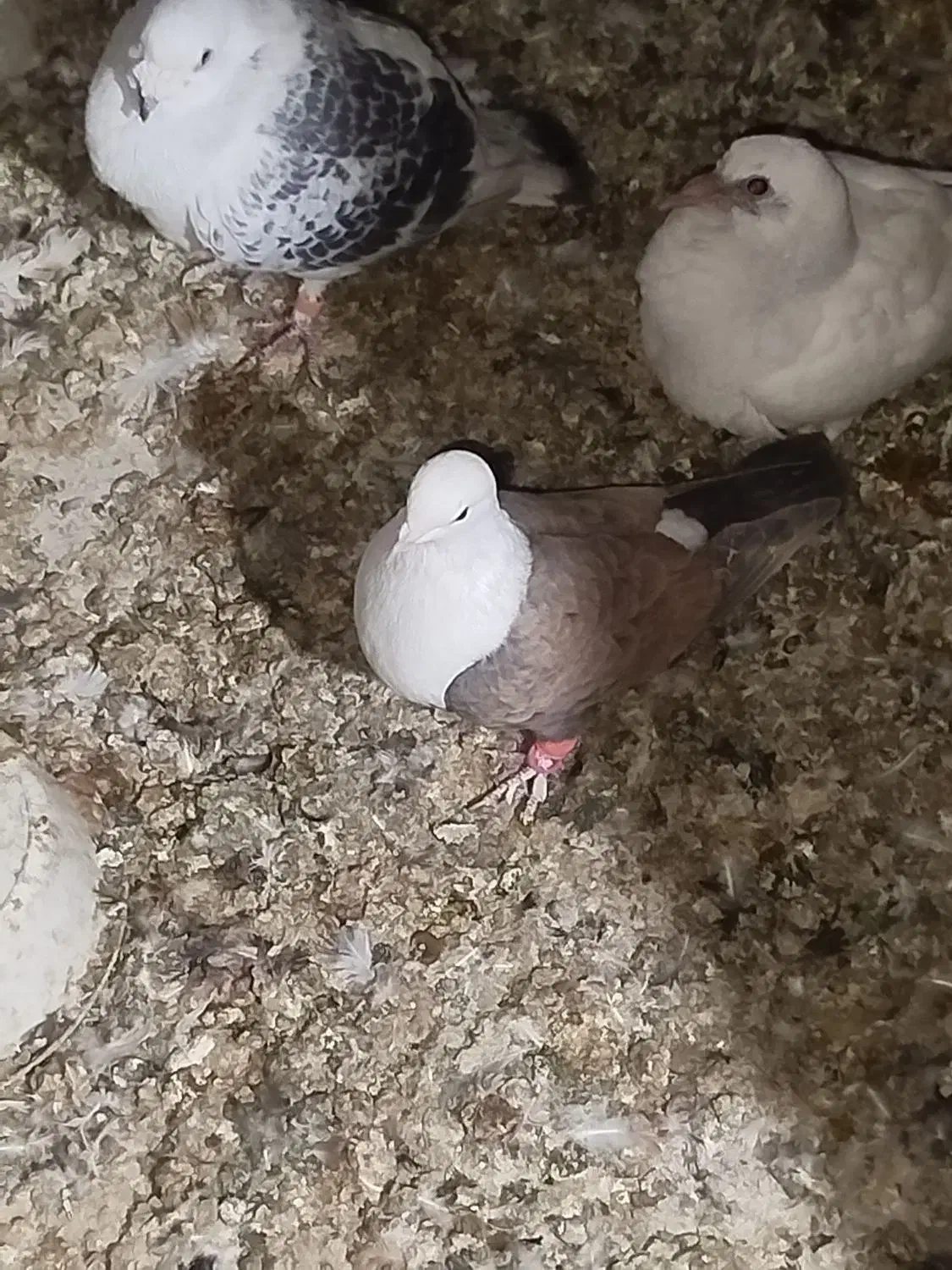 شازده وکربلایی جفت نرهم پرشی هم جوجه کشی تظمینی|پرنده|تربت‌حیدریه, یحیی آباد|دیوار