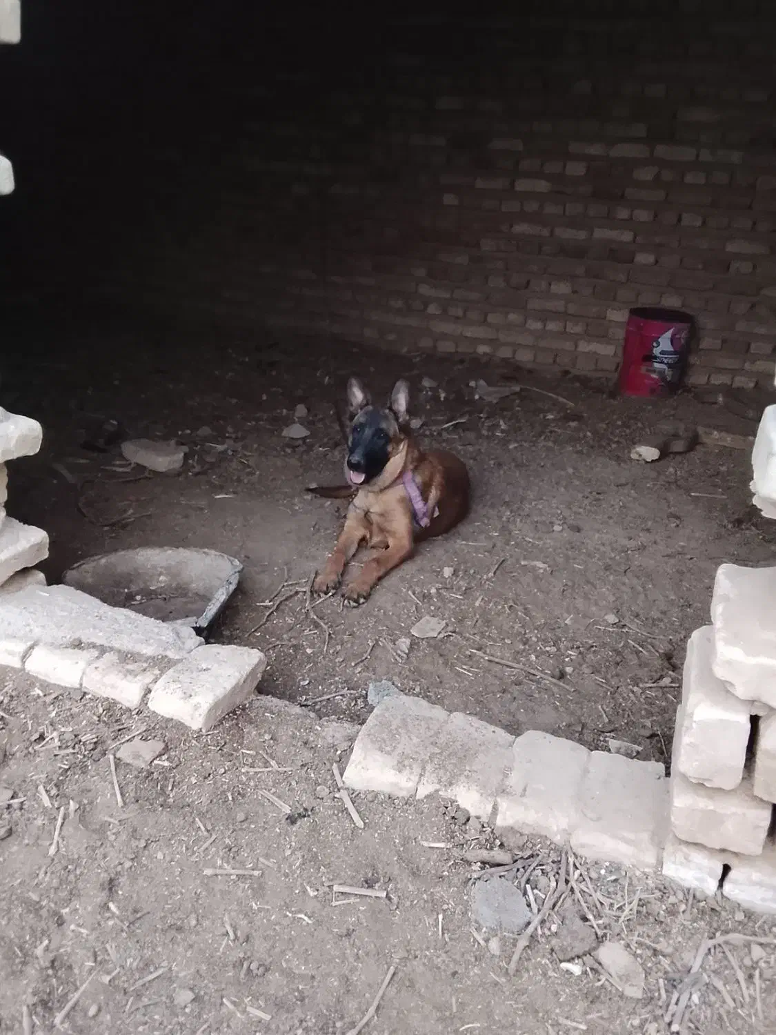 توله مالنیوز ماده 8ماه|سگ|خلیل آباد, |دیوار