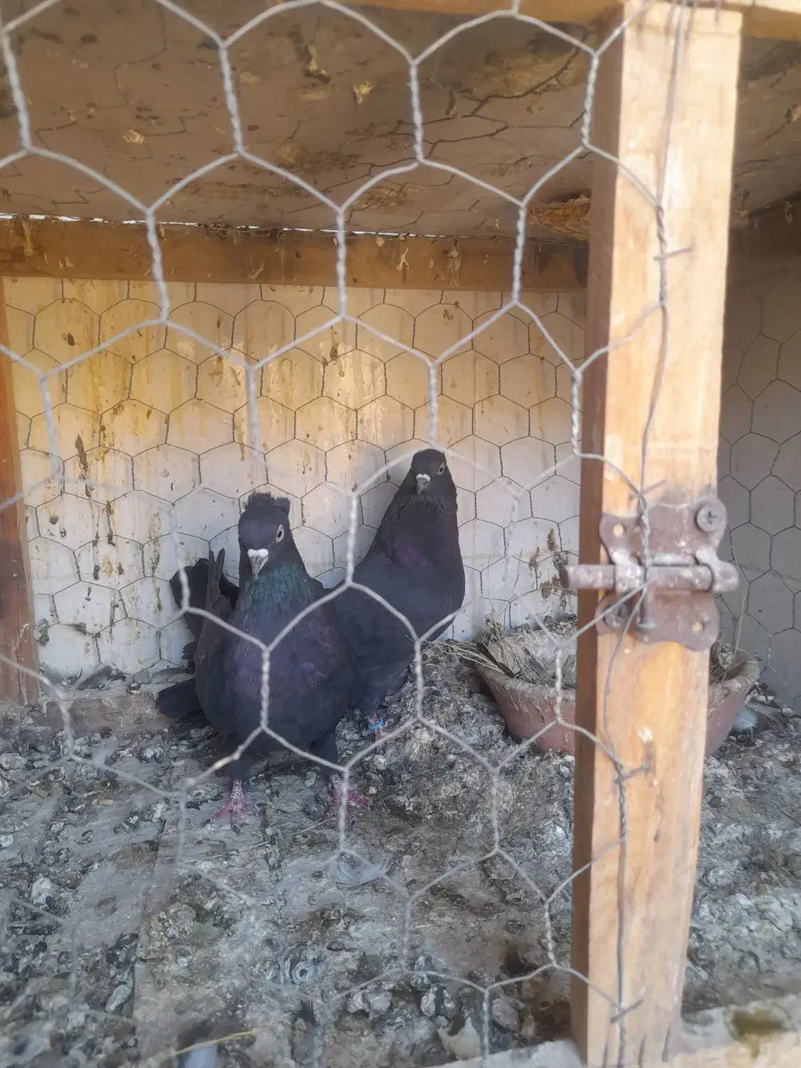 دوتا نر قلدر پرش بالا با قفس جفت کن|پرنده|دره شهر, |دیوار