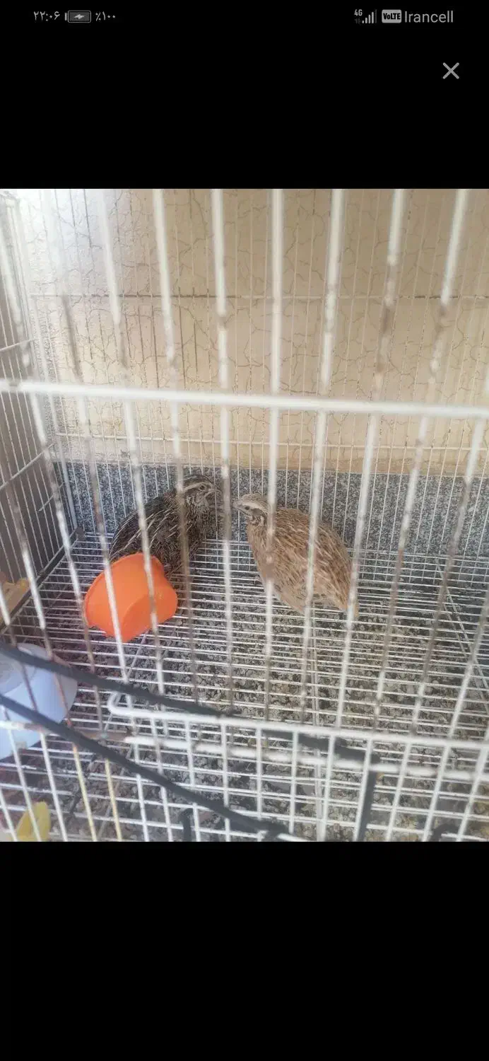 بلدرچین|حیوانات مزرعه|تربتحیدریه, داروپخش|دیوار