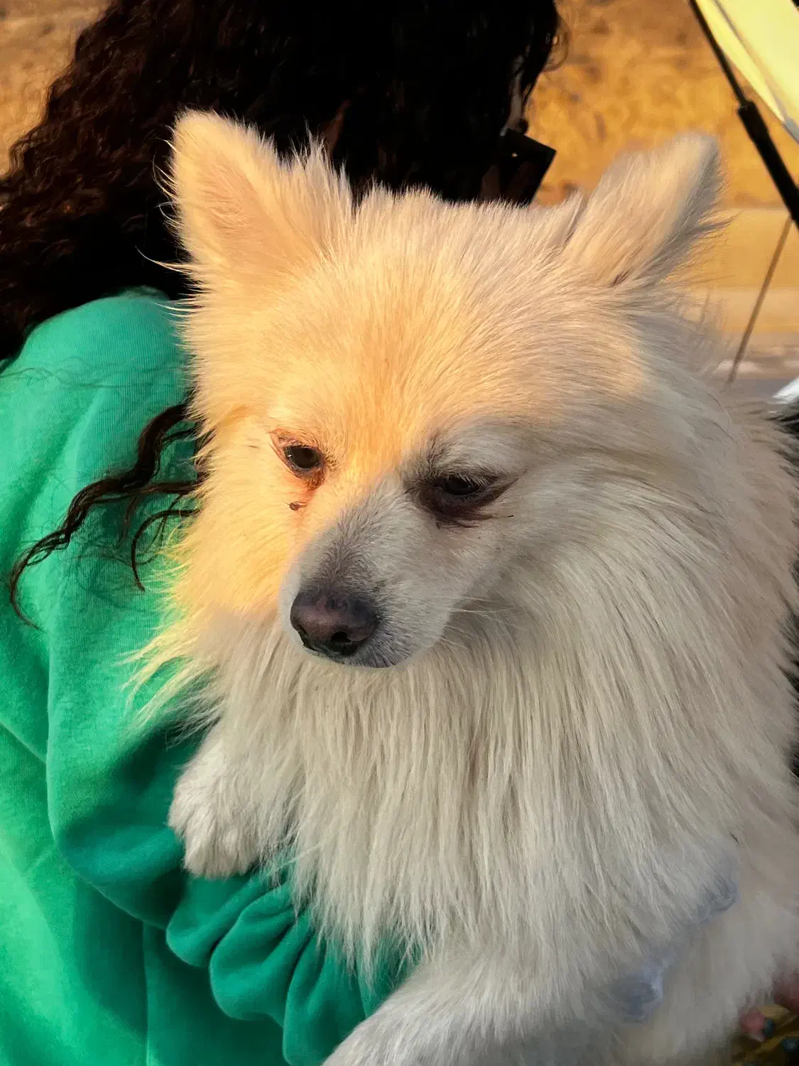 پیدا شده|حیوانات|پردیس, فاز ۲|دیوار