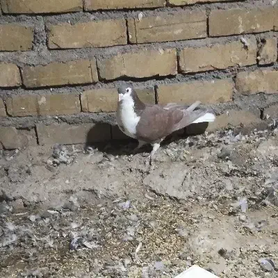 ساده سرخ نر چشم دورنگ|پرنده|میان ولایت, |دیوار