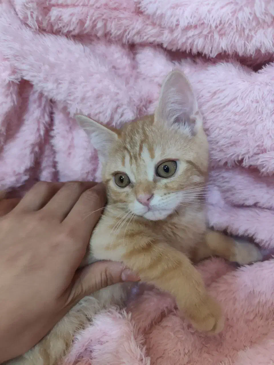 اسکاتیش|گربه|مشهد, سرافرازان|دیوار