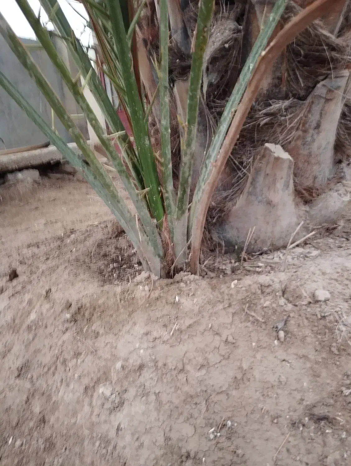 یک پاجوش عویدی بفروش می رسد|گل و گیاه طبیعی|شادگان, |دیوار