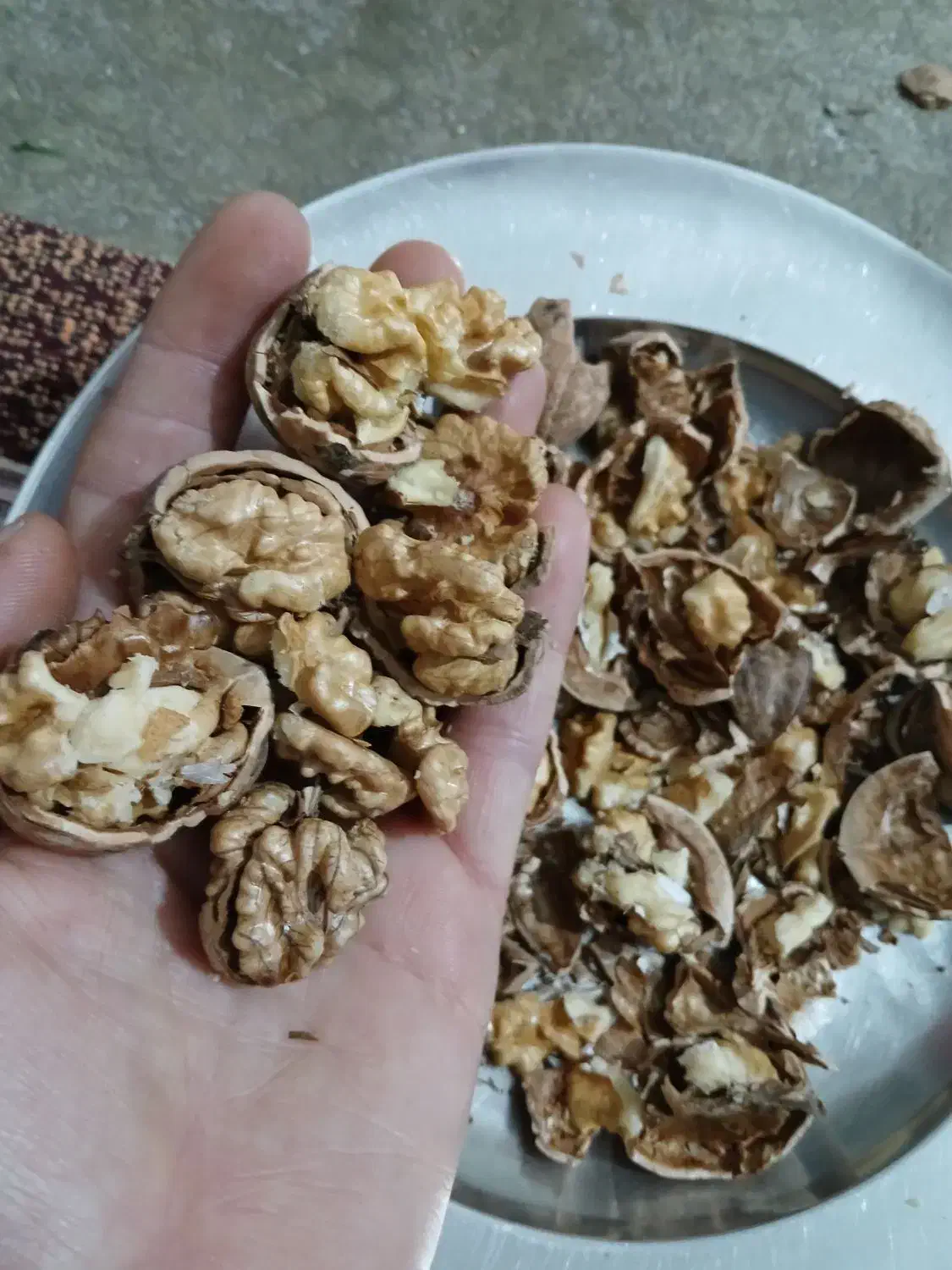 گردو محلی گندمکال درجه یک مغز سفید سالم در میاد|خوردنی و آشامیدنی|رامهرمز, |دیوار