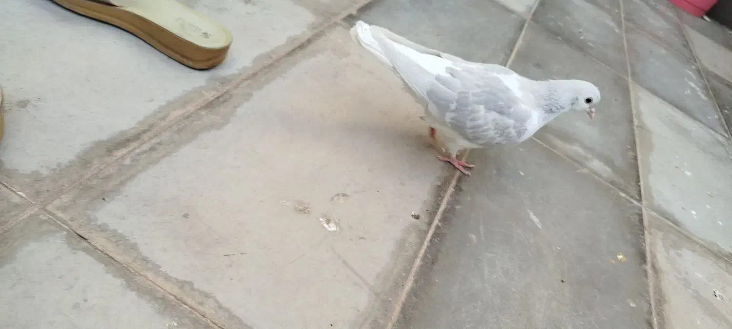 کفتر|پرنده|سبزوار, ابوریحان|دیوار