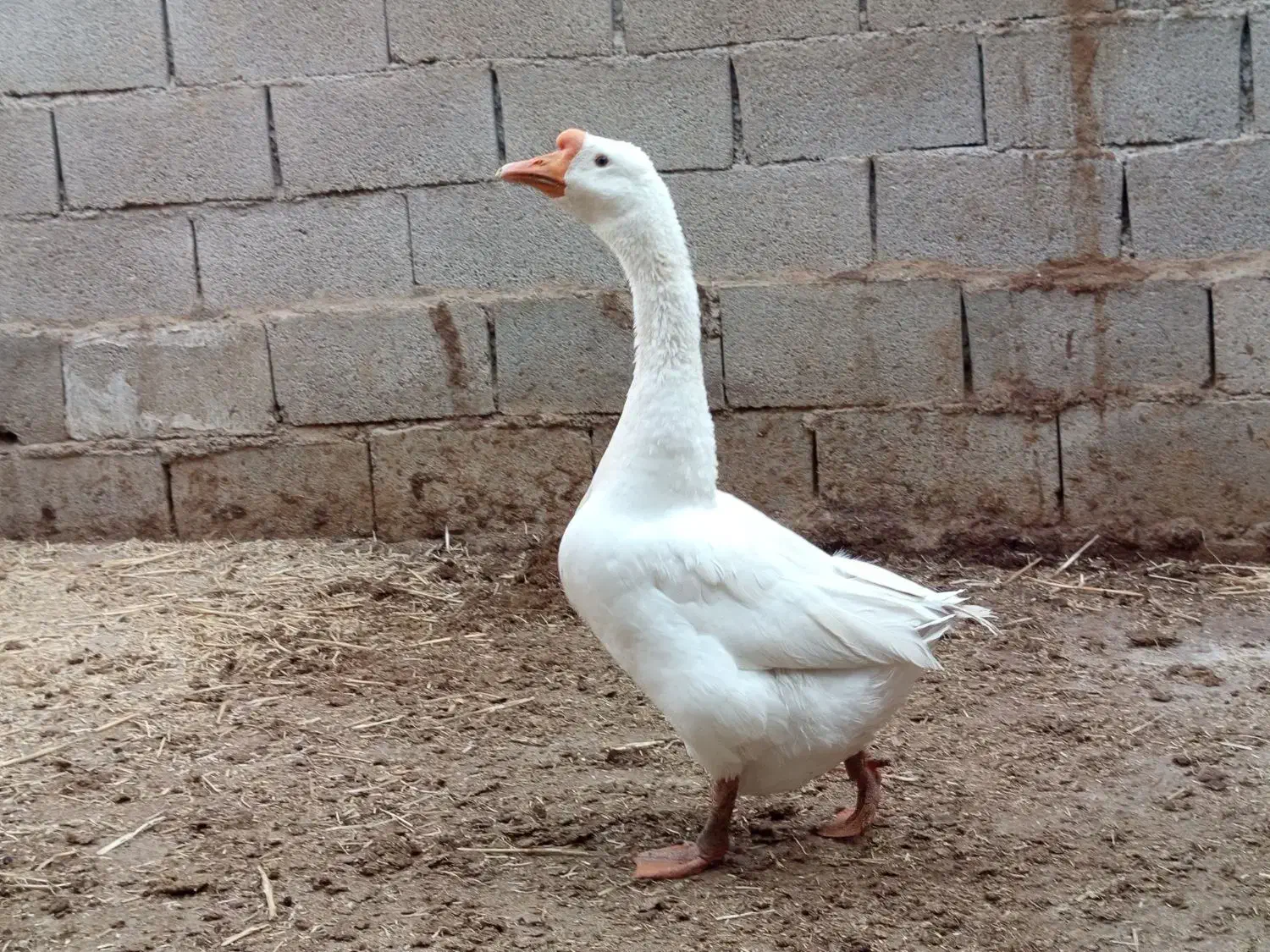 قوغاز سفید|حیوانات مزرعه|باوی, |دیوار