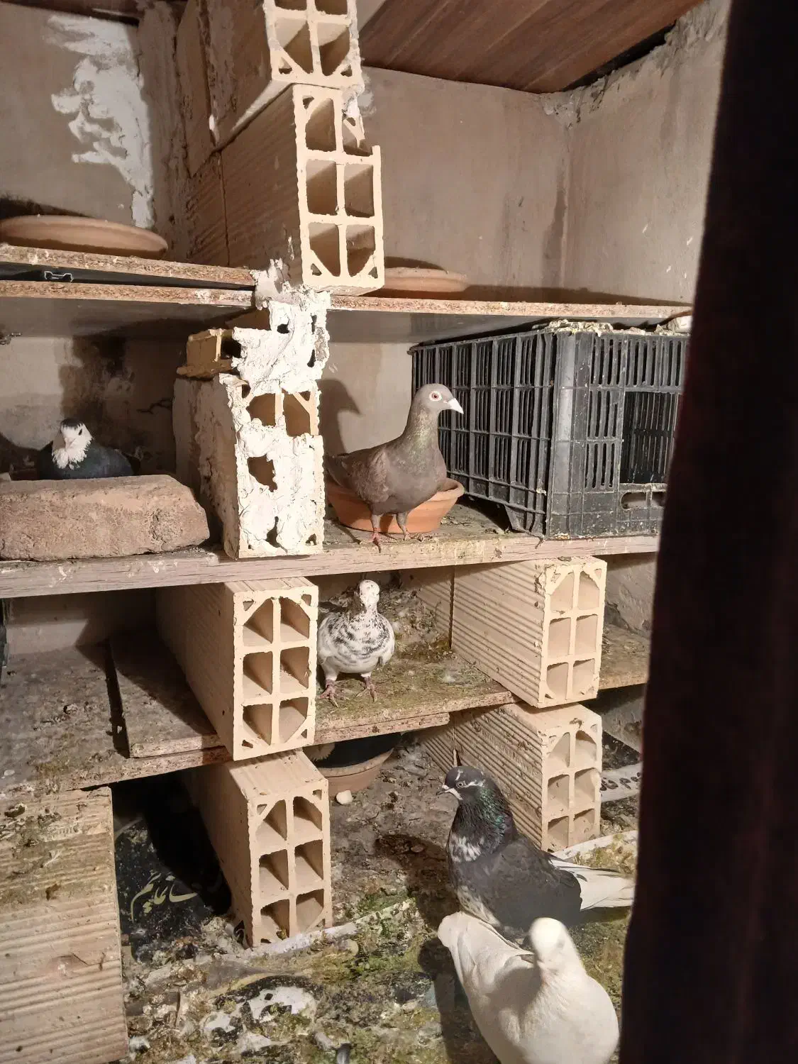 کبوتر|پرنده|بهارستان, |دیوار