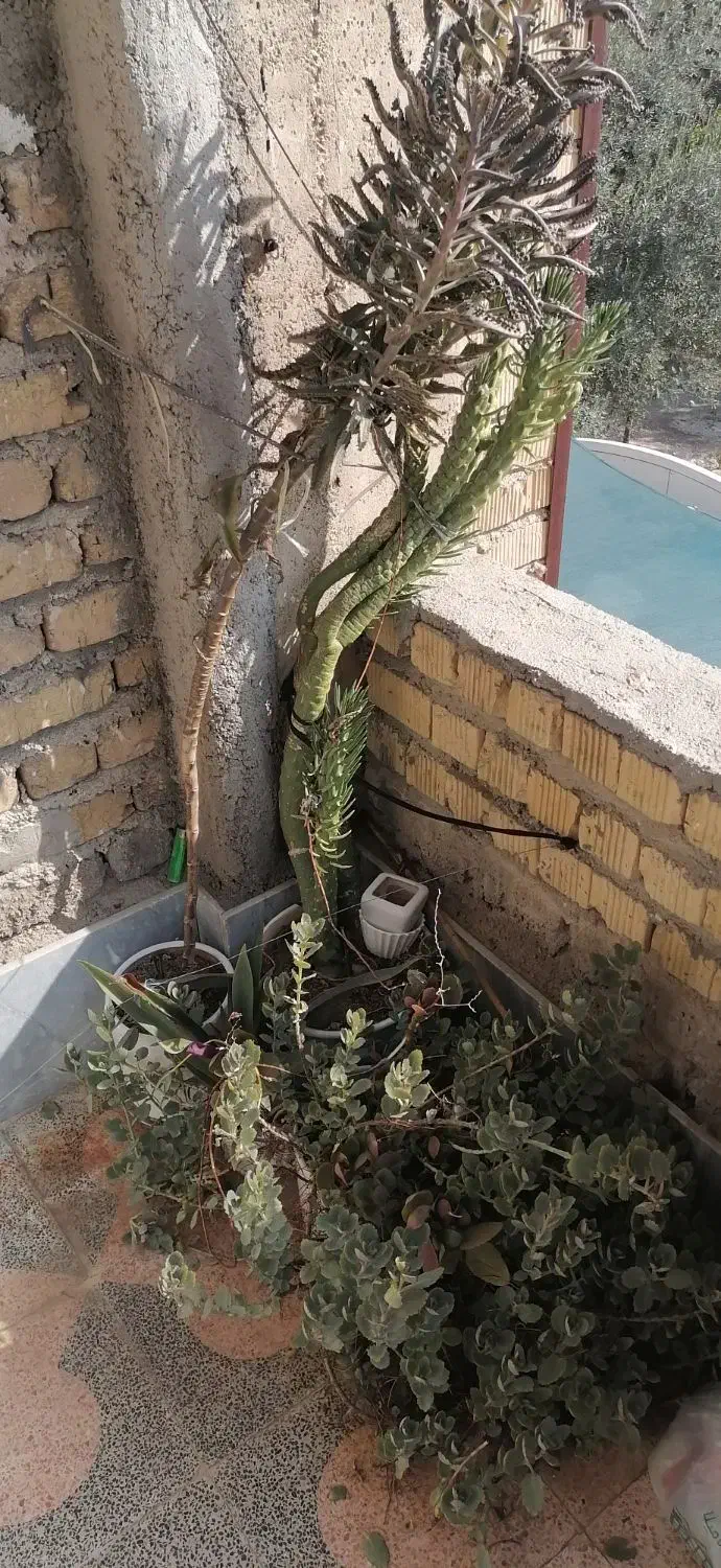 گل وگلدان|گل و گیاه طبیعی|شیراز, آزادگان|دیوار
