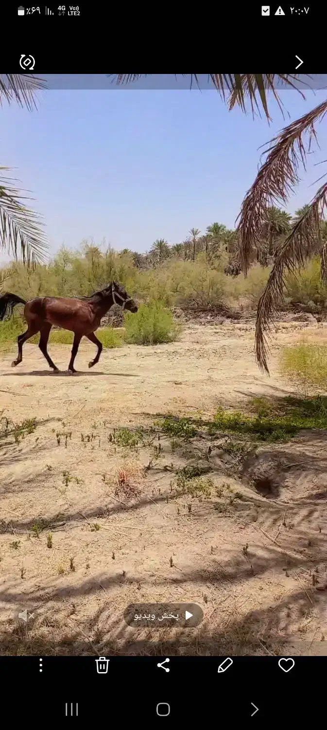 اسب|اسب و تجهیزات اسب‌سواری|جیرفت, |دیوار