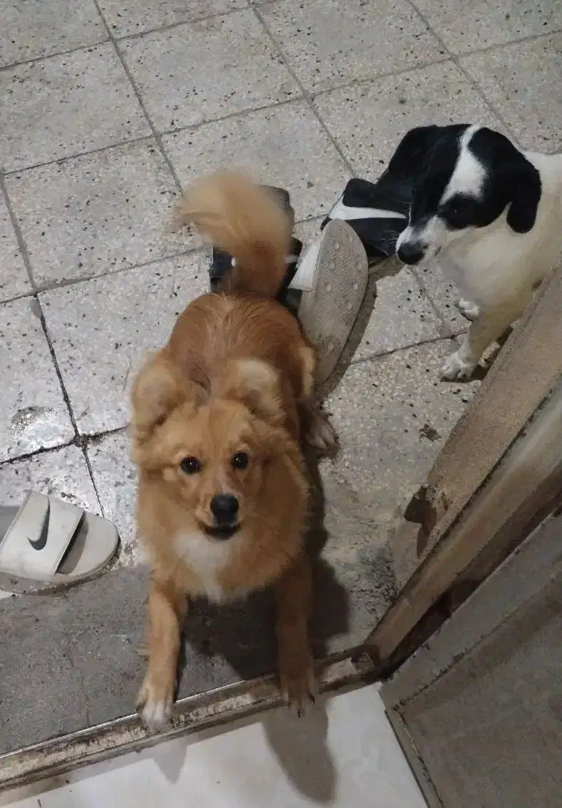 سگ های نژاد دار|سگ|مشهد, درابد امام|دیوار