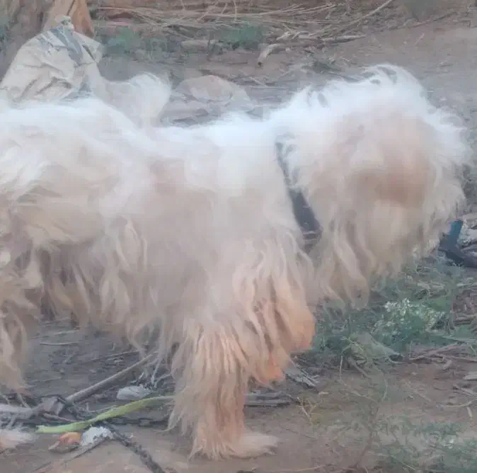 سگ اشپیتزو|سگ|بوشهر, |دیوار