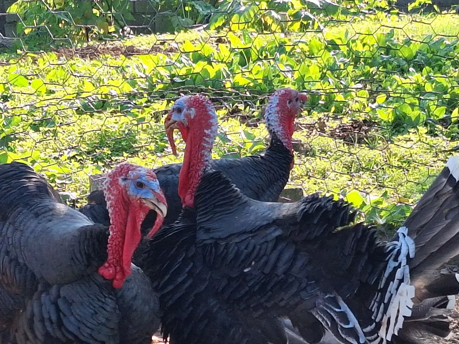 بوقلمون نر محلی|حیوانات مزرعه|گلوگاه بابل (گلیا), |دیوار