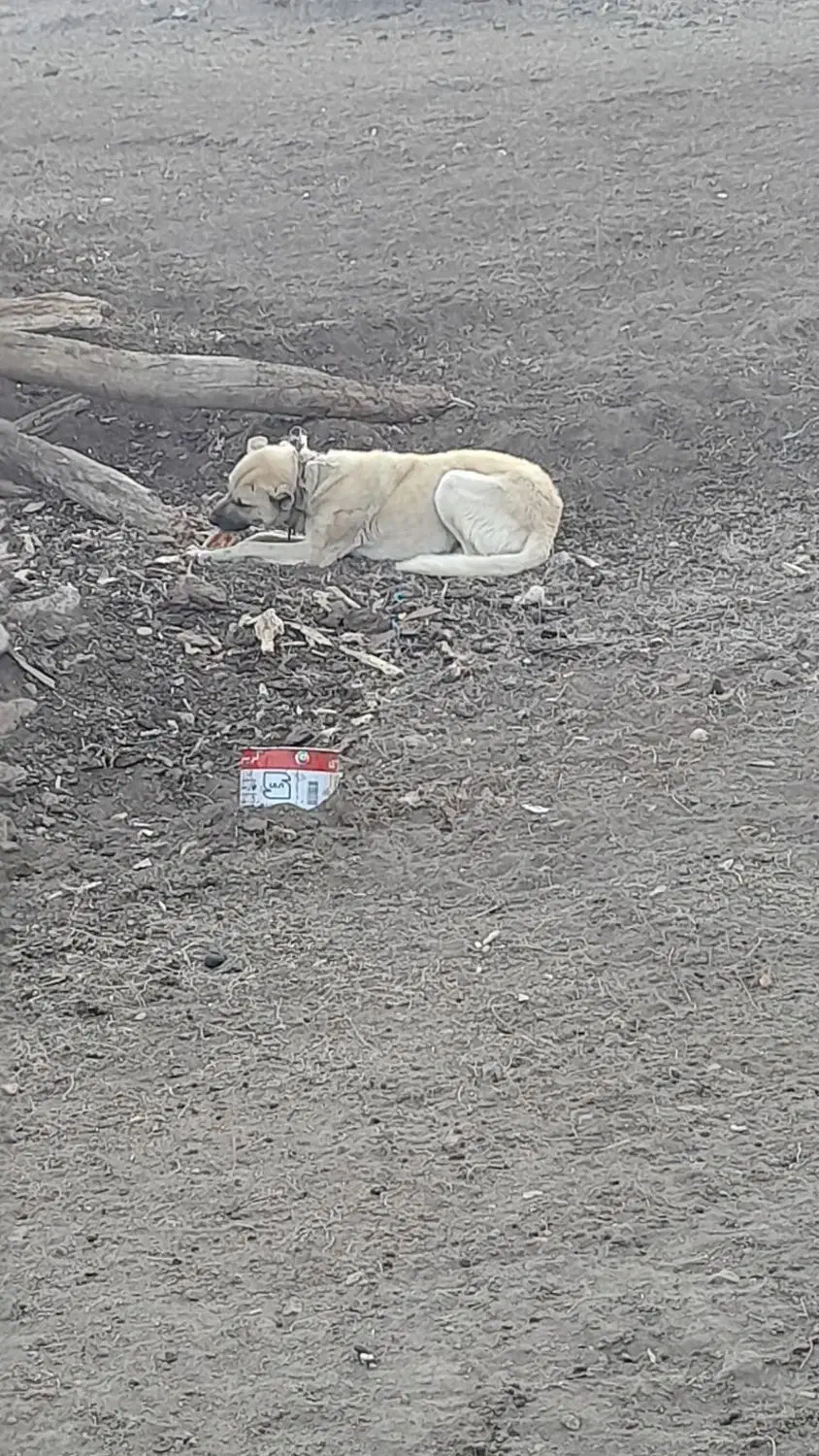 سگ گله|سگ|نمین, |دیوار