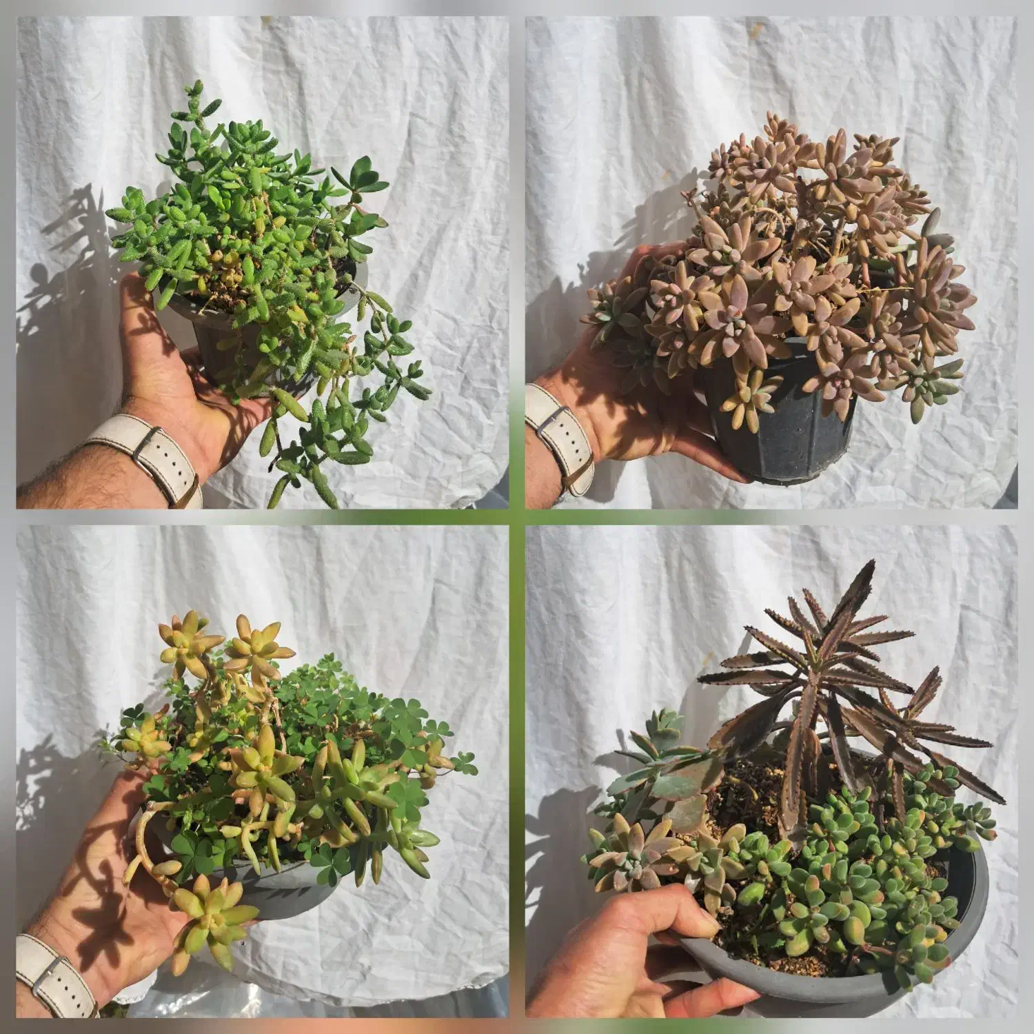 گل های طبیعی|گل و گیاه طبیعی|شیراز, کوشک میدان|دیوار