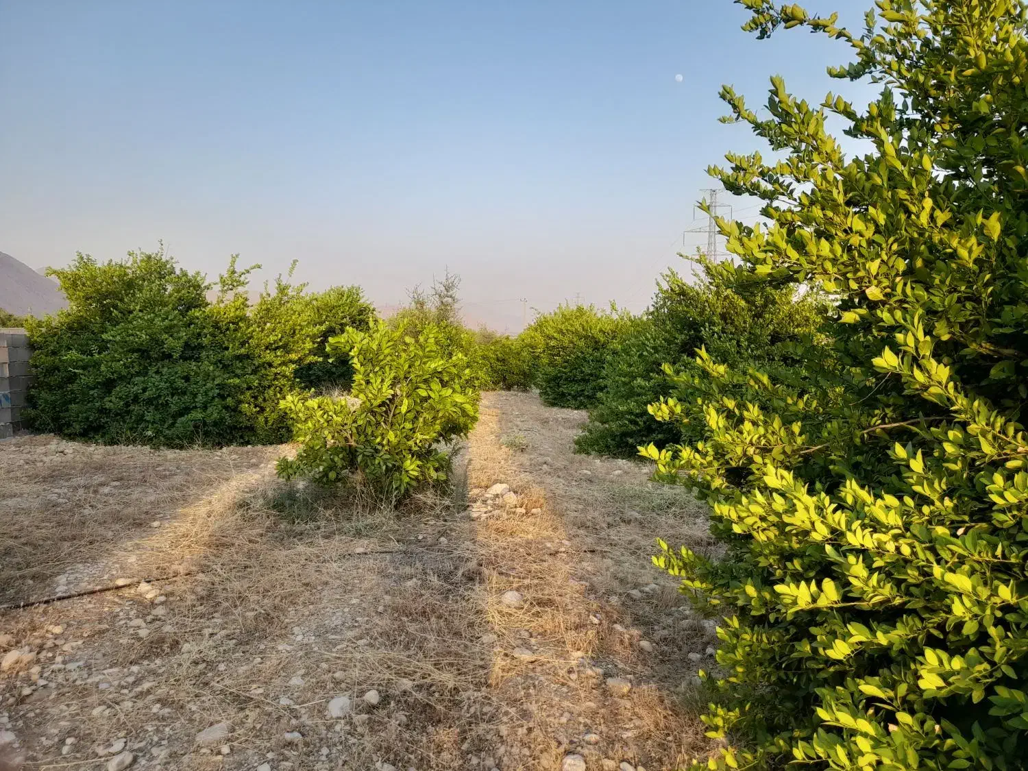 فروش باغ تلخاب شیرین|فروش دفتر صنعتی، کشاورزی، تجاری|دوگنبدان, |دیوار