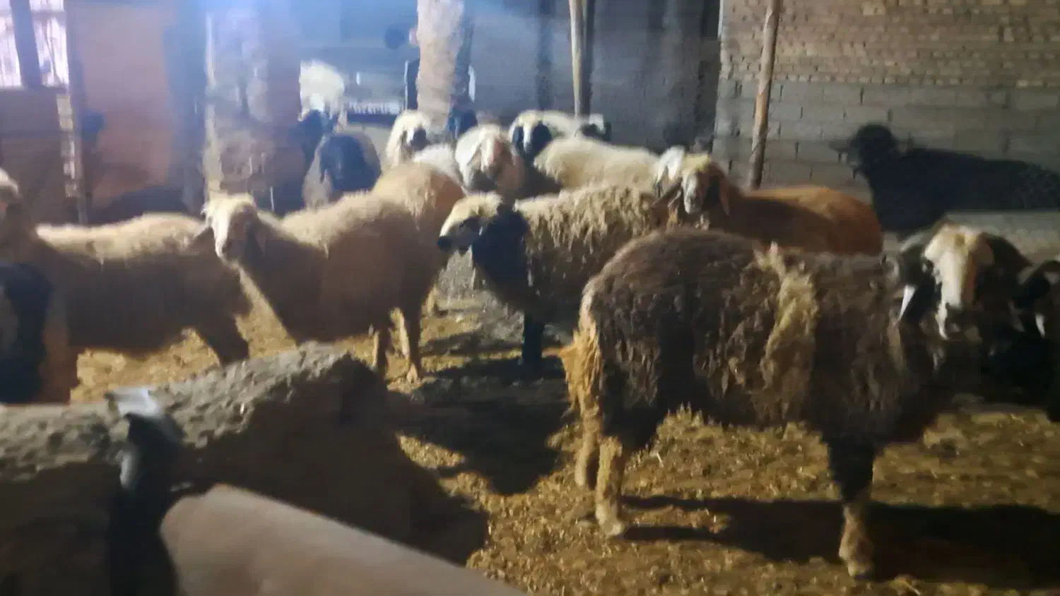 گوسفند|حیوانات مزرعه|باوی, |دیوار