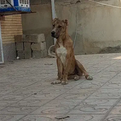 سگ افغان|سگ|کرمان, |دیوار