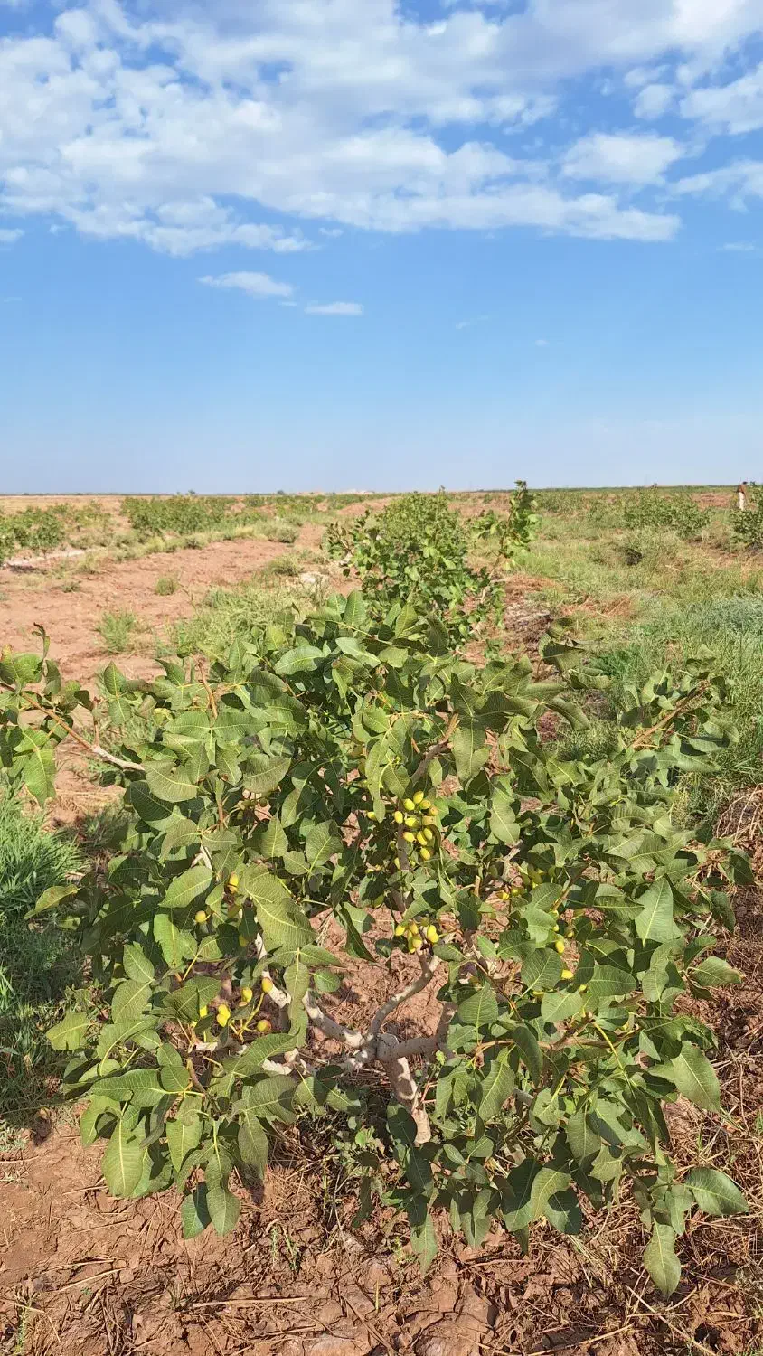 فروش باغ پسته و زمین کشاورزی|فروش دفتر صنعتی، کشاورزی، تجاری|میان جلگه, |دیوار