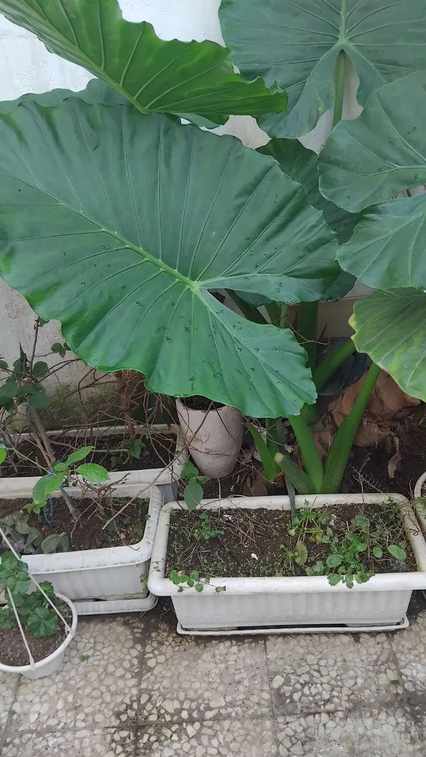 گل بابا آدم|گل و گیاه طبیعی|رشت, باهنر|دیوار