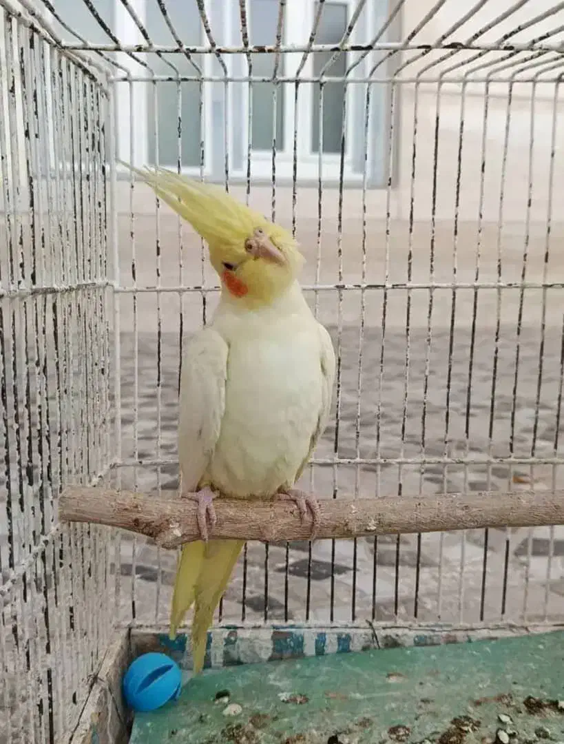 جوجه عروس هلندی لوتیتو زعفرونی|پرنده|مرودشت, کناره|دیوار