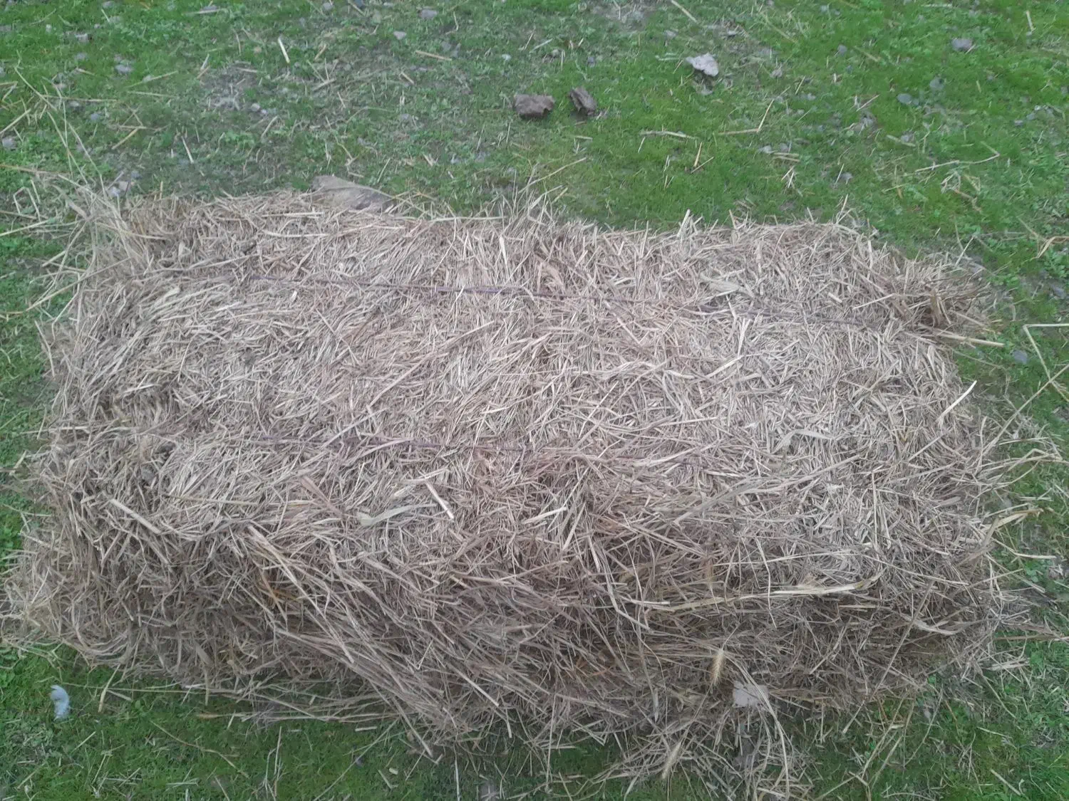 ۵۰ عدد علف ( سگ واش ) خشک شده و پرس شده با بیلر|لوازم جانبی حیوانات|خمام, |دیوار