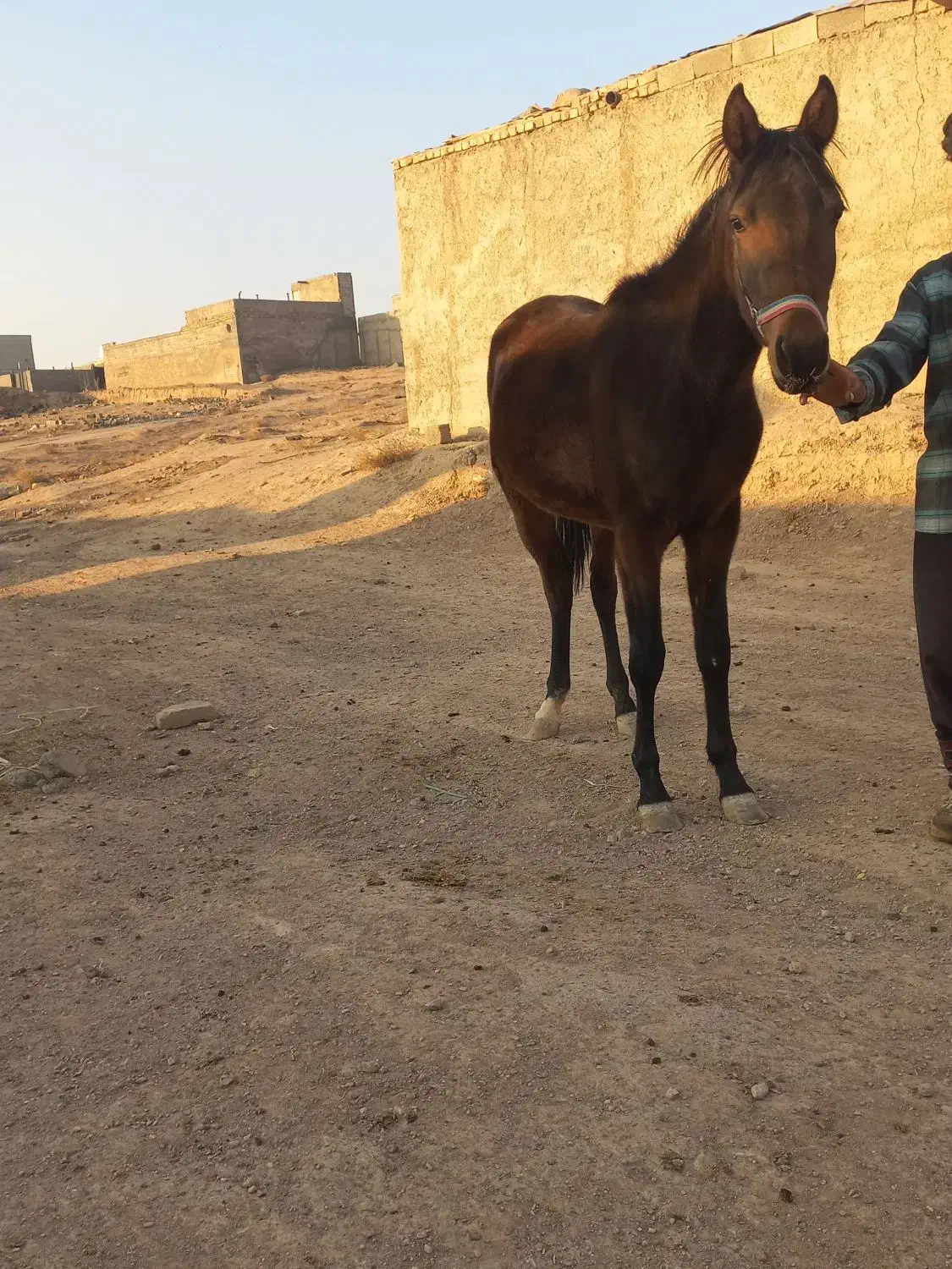 اسب|اسب و تجهیزات اسب‌سواری|چهارباغ, |دیوار