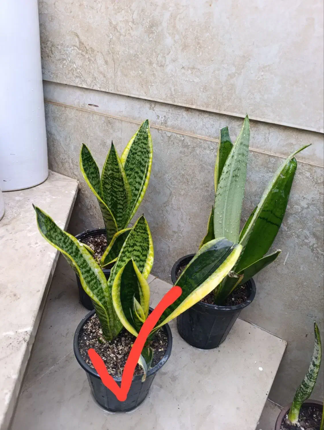 همه دونه ای 100|گل و گیاه طبیعی|نیشابور, شهید بهشتی|دیوار