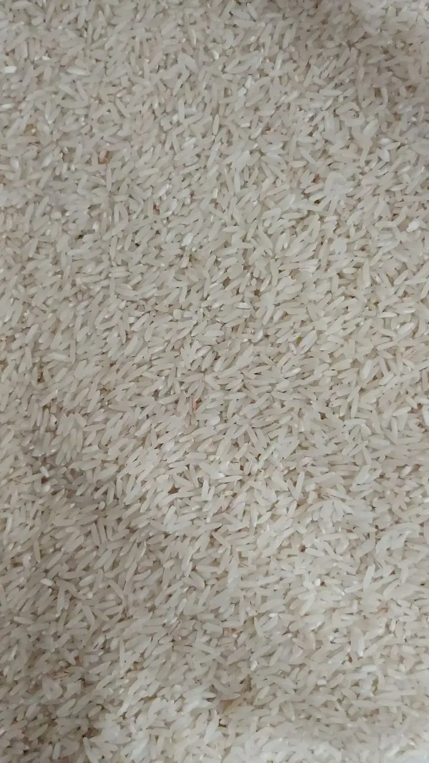 فروش برنج فجر|خوردنی و آشامیدنی|سوری, |دیوار