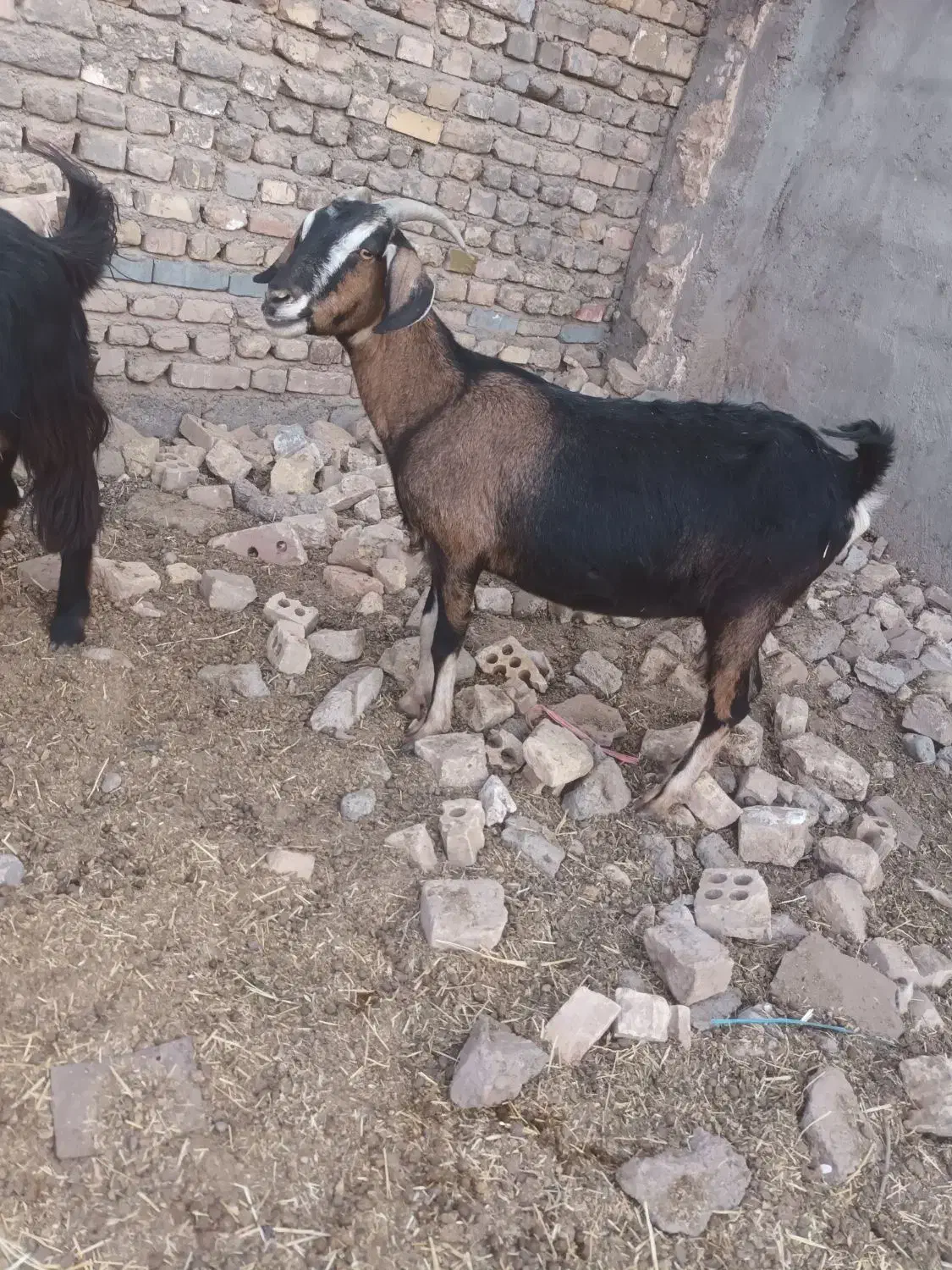 سلام ۳دانه یکساله آبستن سنگین قیمت دانه ۱۲ تومن|حیوانات مزرعه|تربت جام, معدآباد|دیوار