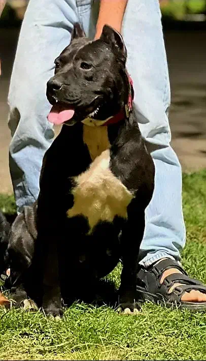 پیتبول ماده|سگ|نیشابور, بنیاد شهید|دیوار