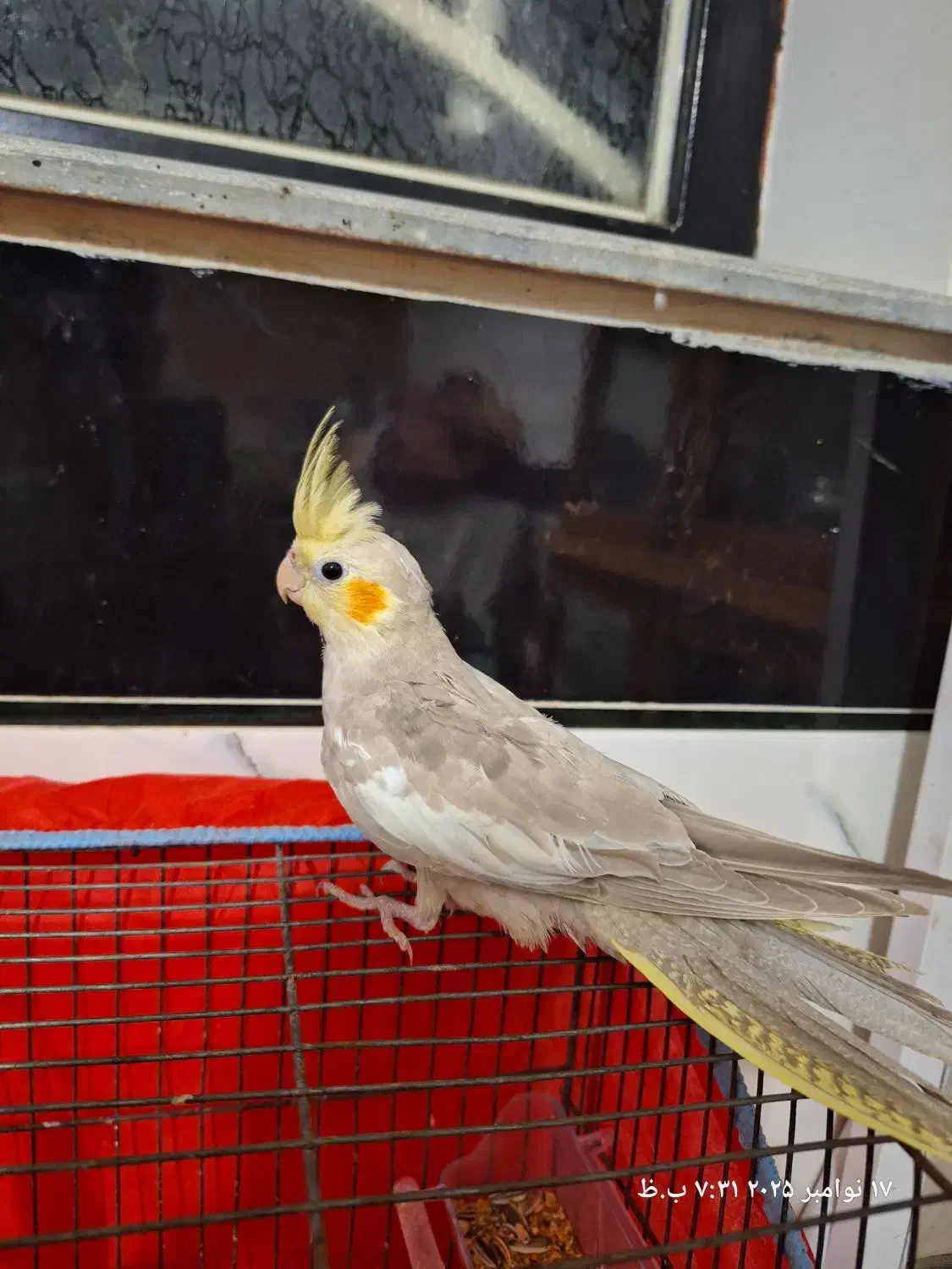 عروس هلندی ماده|پرنده|خان ببین, |دیوار