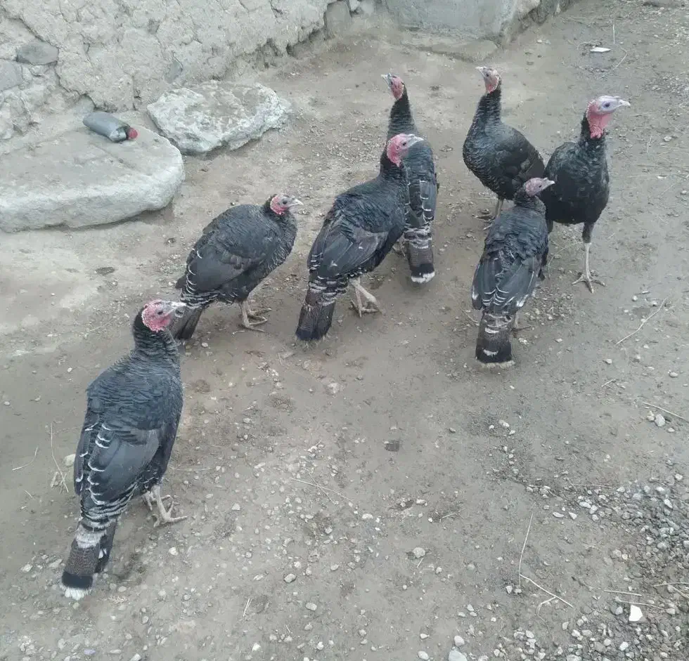 بوقلمون|حیوانات مزرعه|چالدران, |دیوار