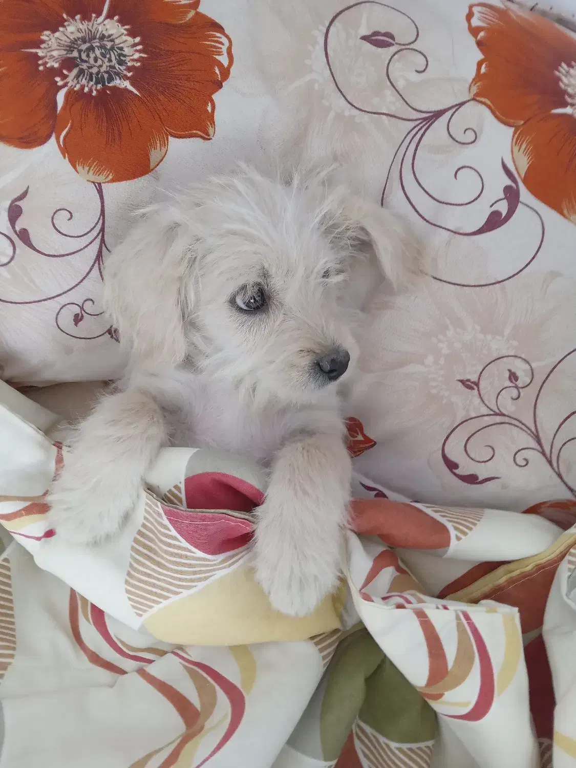 فروش سگ شیتزو۵ماهه|سگ|آباده, |دیوار