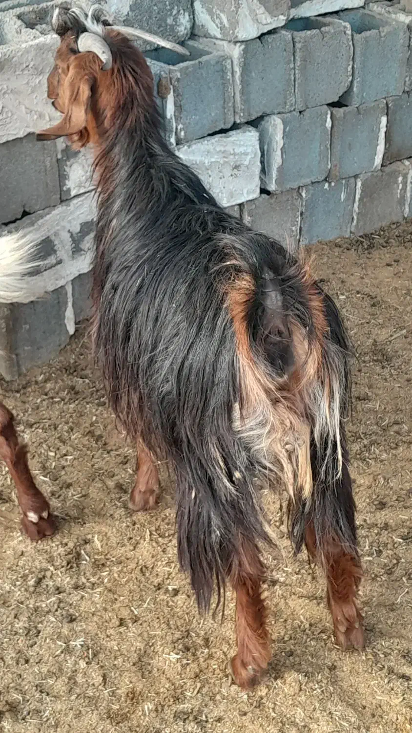 بز می ش بز رومایه|حیوانات مزرعه|مرودشت, ده بید|دیوار