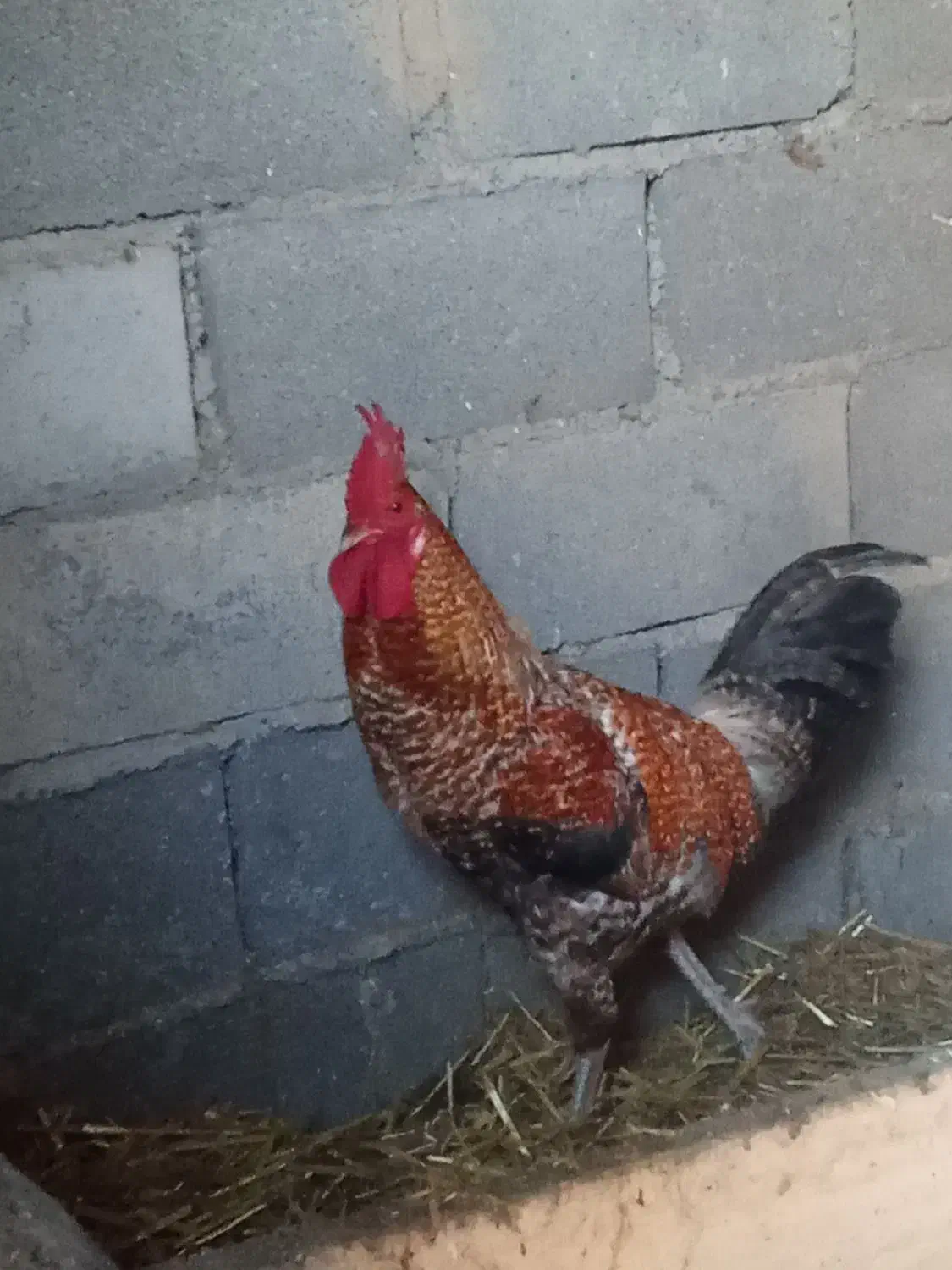 خروس محلی|حیوانات مزرعه|سنگدوین, |دیوار