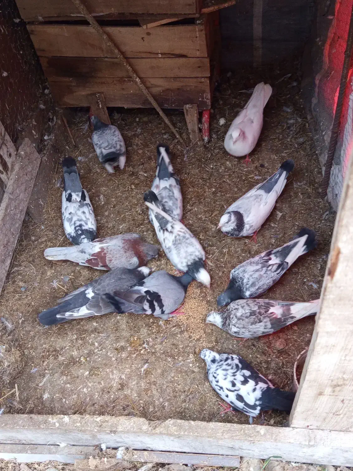 کبوتر|پرنده|رودسر, |دیوار