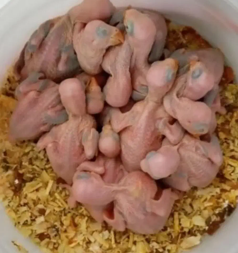 طوطی ملنگو مولدسالنی|پرنده|صدرا-فارس, فاز ۱|دیوار