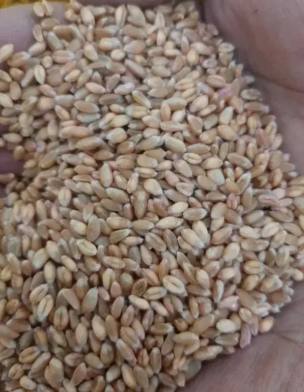 گندم پیشگام|خدمات باغبانی و درختکاری|نیر (اردبیل), |دیوار